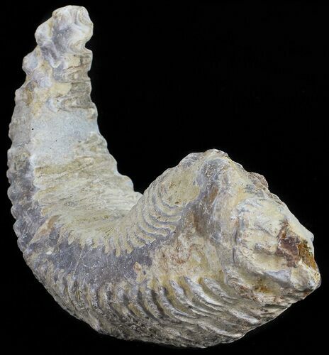 Cretaceous Fossil Oyster (Rastellum) - Madagascar #54479